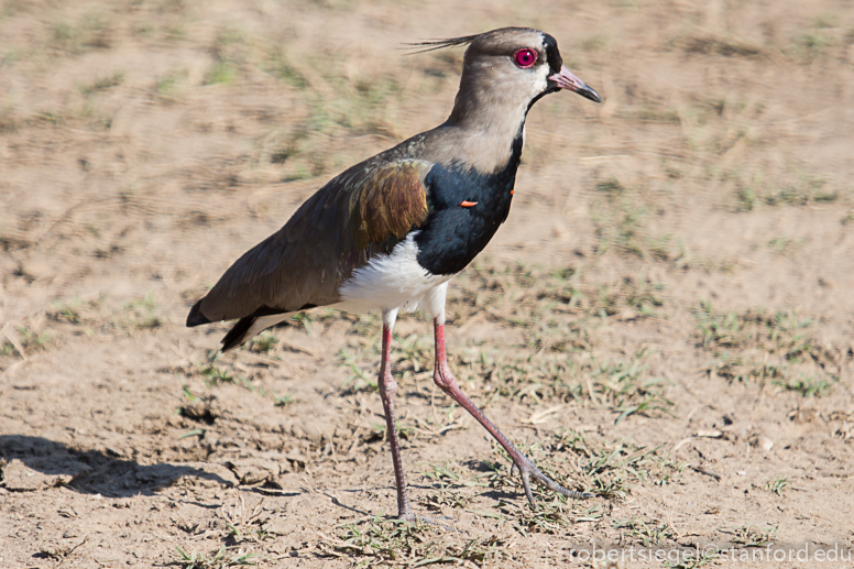 southern lapwing